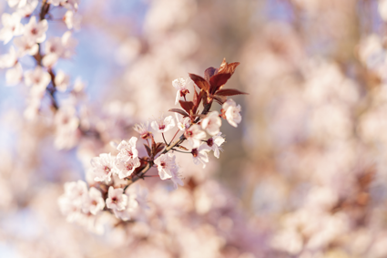 BIENVENIDA PRIMAVERA