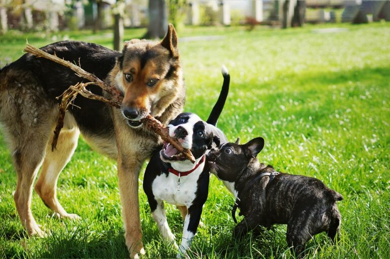 Guarderies canines: què són i quins són els seus avantatges