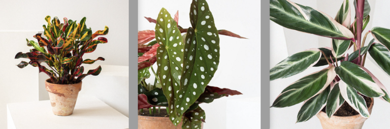 Llega la primavera y con ella las mejores plantas para decorar nuestros hogares