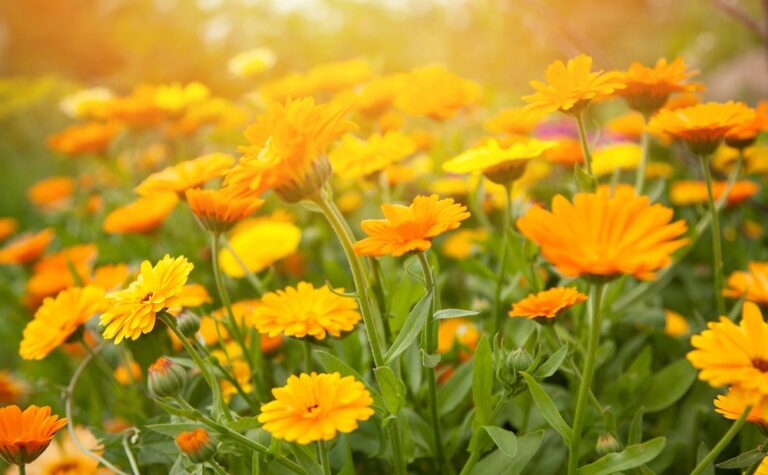 Plantes aromàtiques i medicinals en un hort casolà
